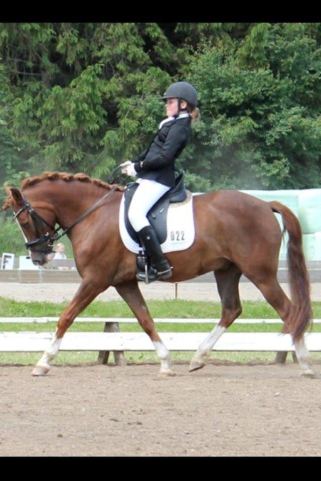 Anden særlig race Skikkilds Felis billede 20