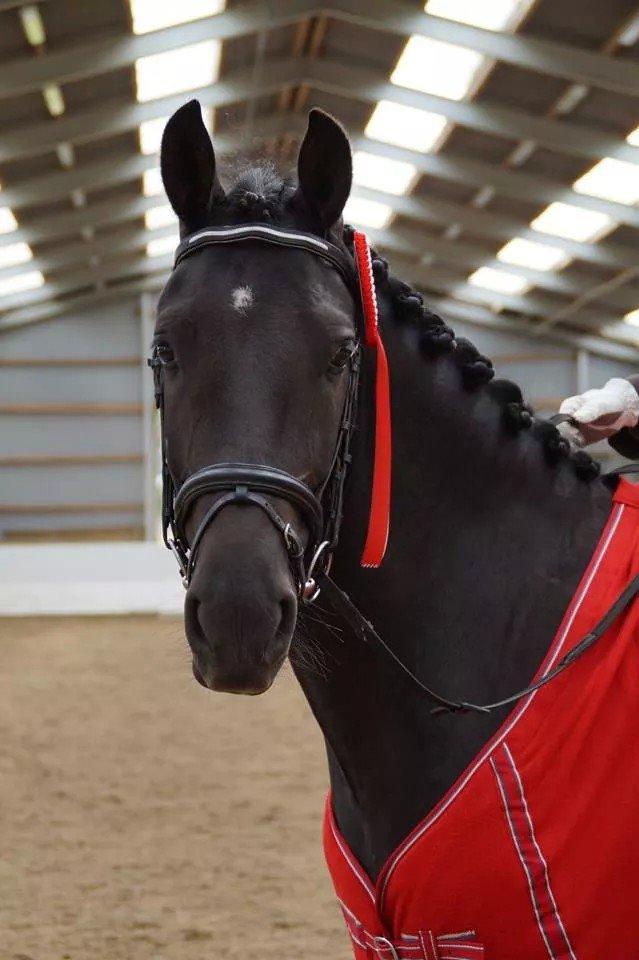 Anden særlig race Beat It billede 14