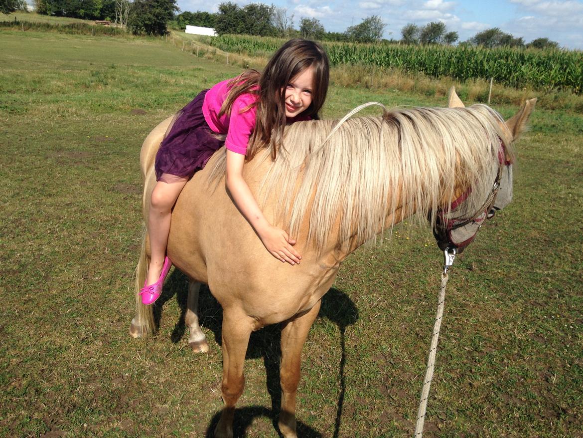 Palomino champagne billede 2