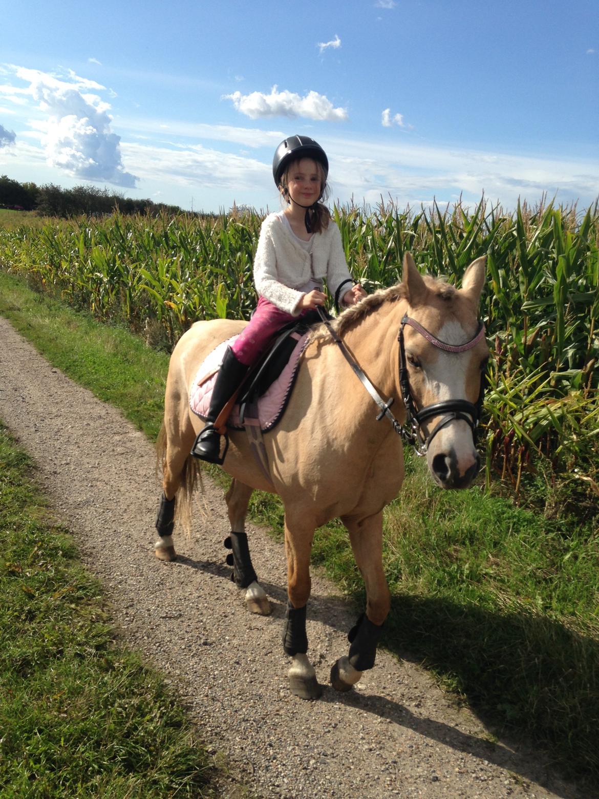 Palomino champagne billede 3