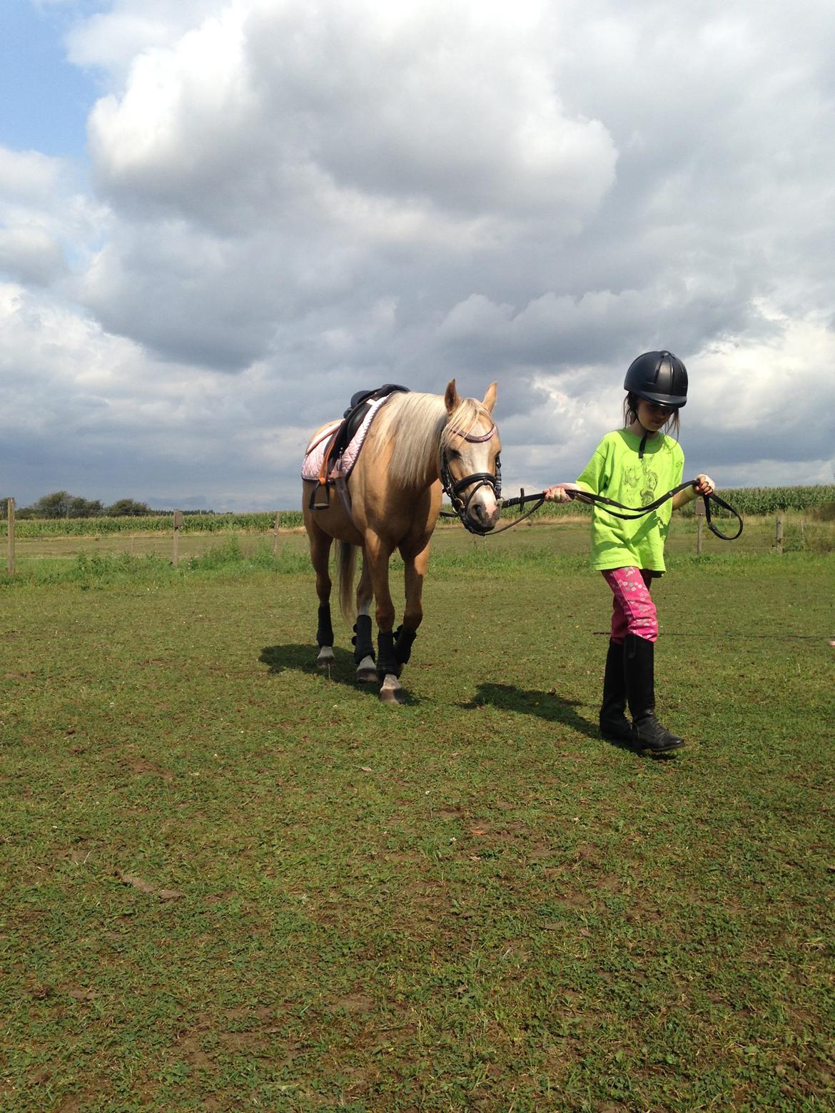 Palomino champagne billede 8