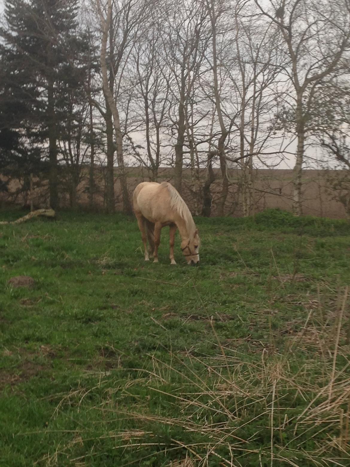 Palomino champagne billede 12