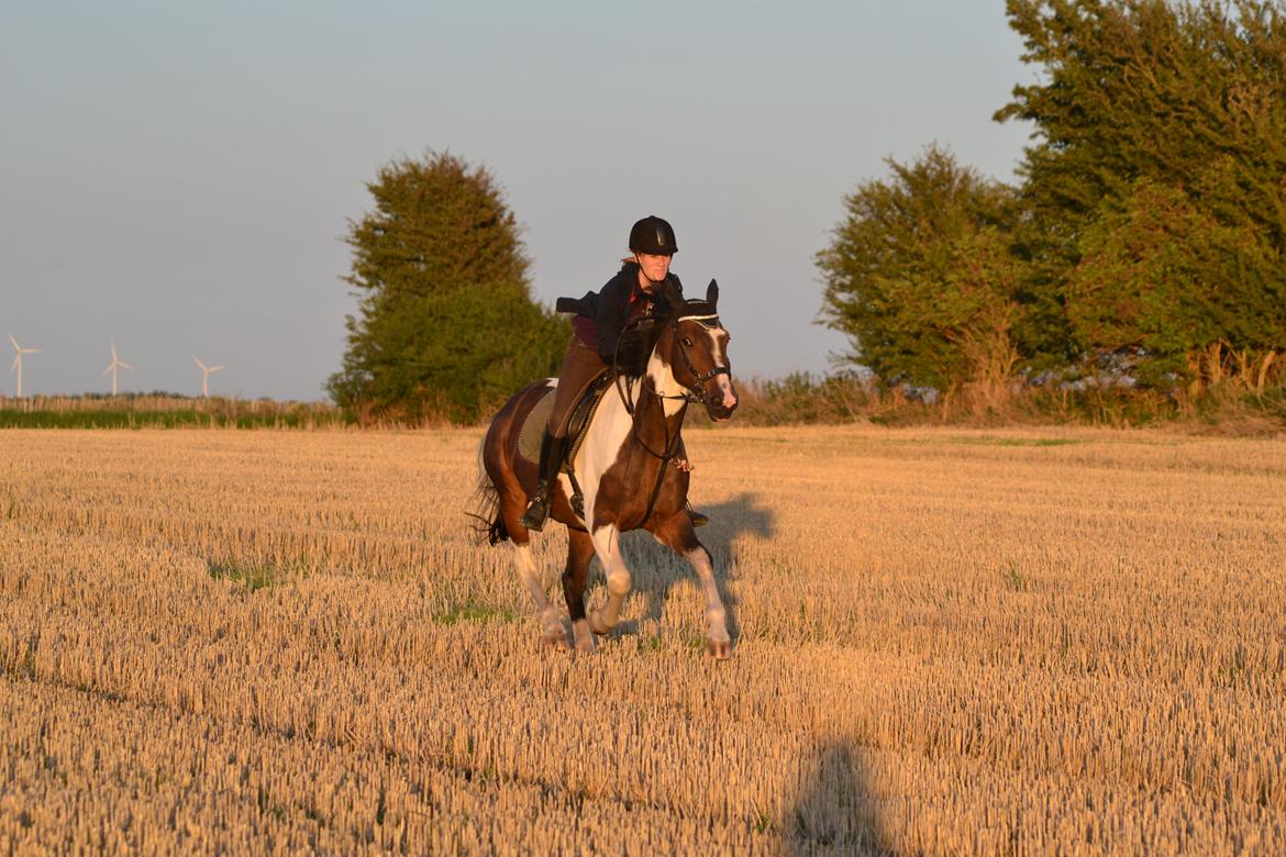 Anden særlig race Picasso - BABY HEST!! billede 6