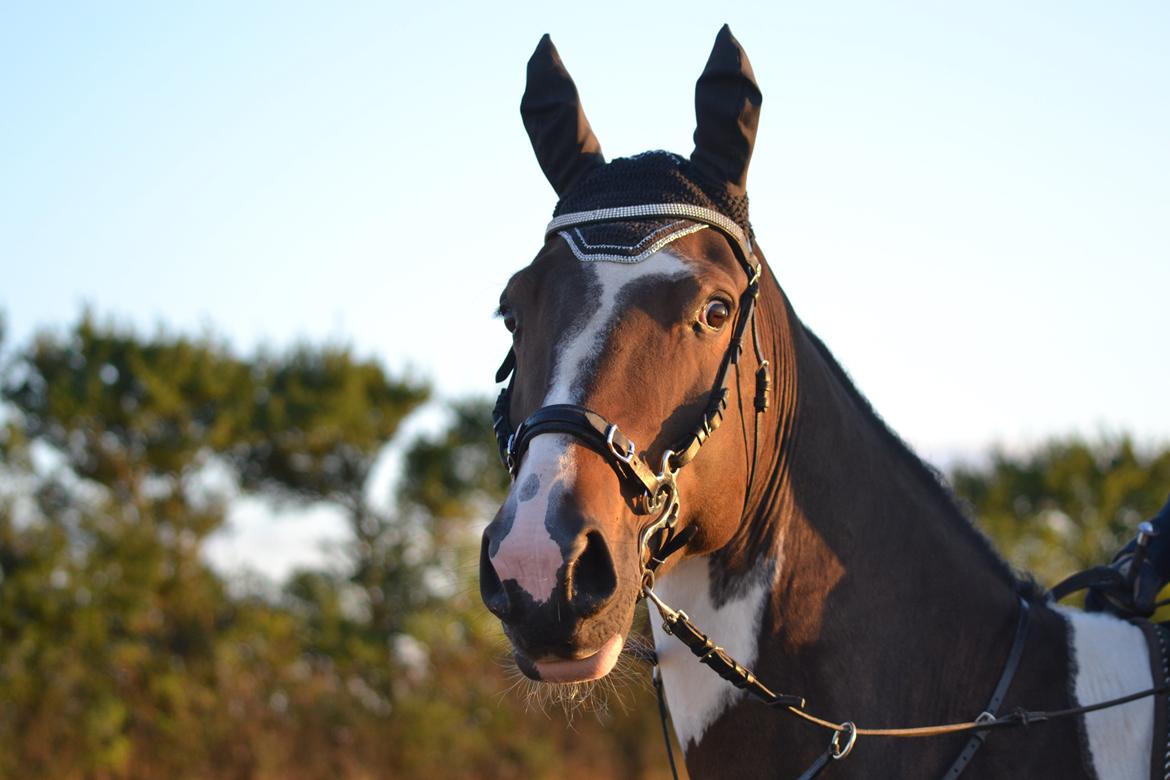 Anden særlig race Picasso - Han er bare smuk med sin nye hackamore billede 9
