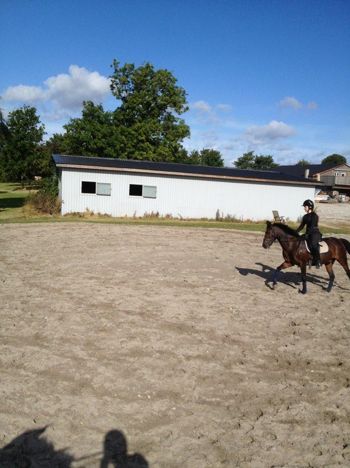 Anden særlig race Mr Saxo Vallentino<3 R.I.P. :( <3 billede 7