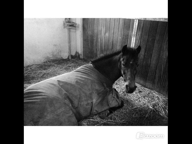 Anden særlig race Mr Saxo Vallentino<3 R.I.P. :( <3 billede 10