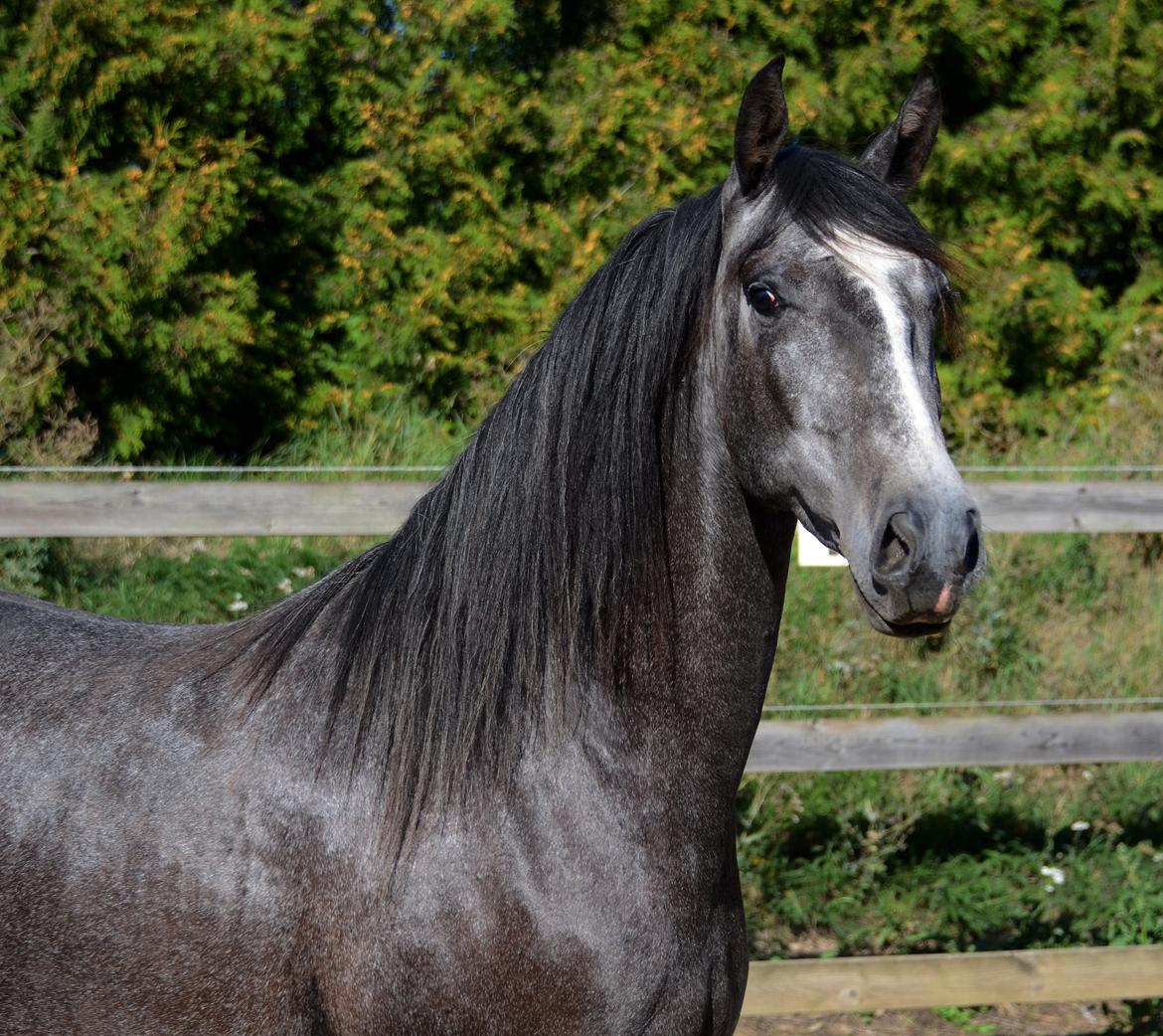 Lusitano Gagàna Rogue billede 18