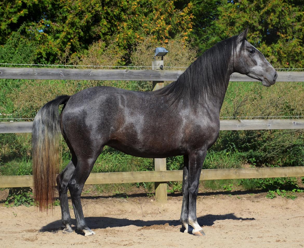 Lusitano Gagàna Rogue billede 1