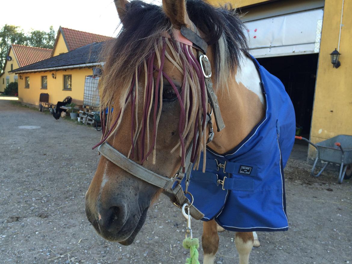 Hollandsk Sportspony Capello Ivo<3 (Min Pony) - Love you! <3 billede 20