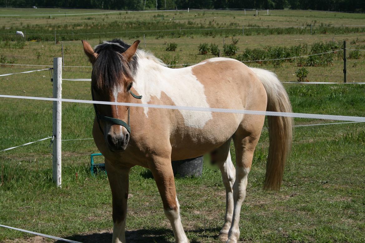 Hollandsk Sportspony Capello Ivo<3 (Min Pony) - Min lille Pello billede 19