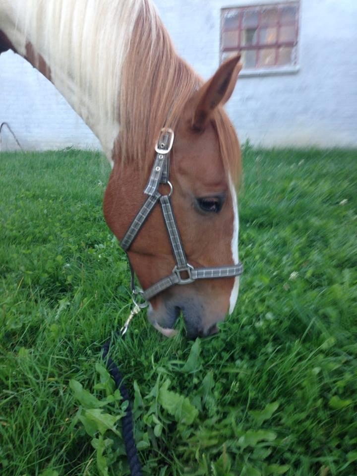 Anden særlig race Ramon (Monse) billede 12