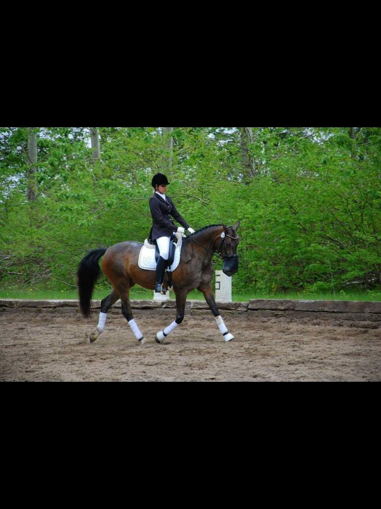 Knabstrupper Moniqe himmelhest og savnet<3 KNN2579  billede 19