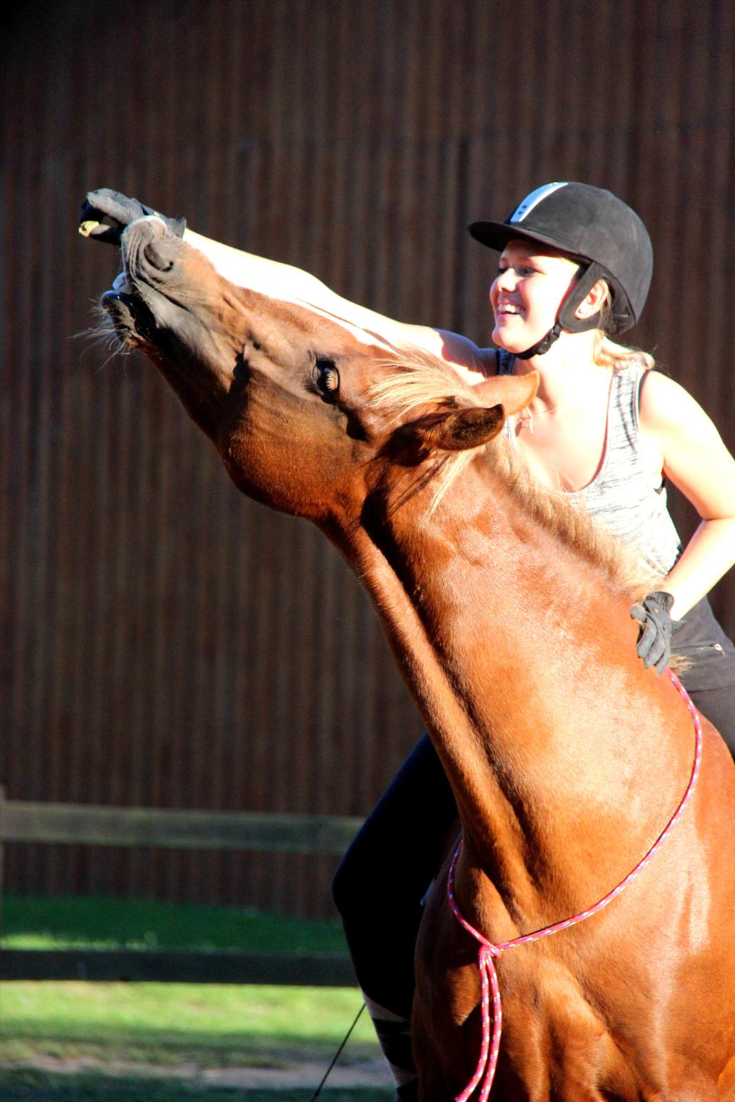 Anden særlig race Sasha billede 15
