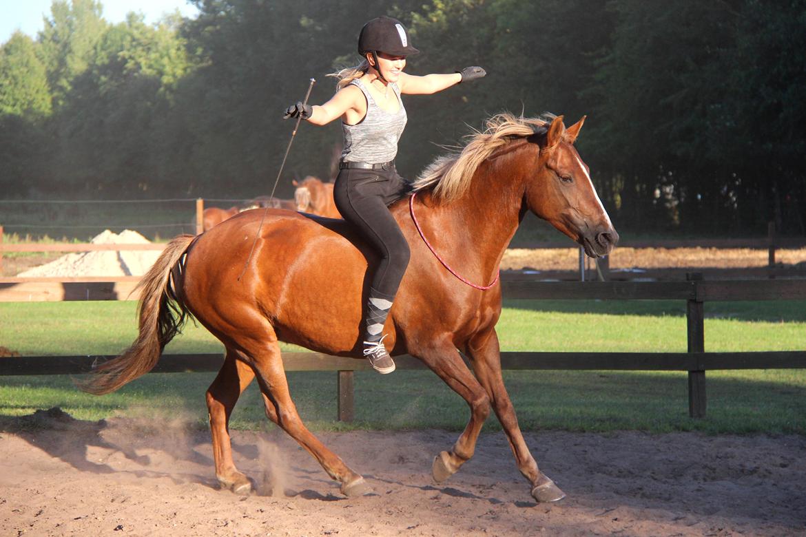 Anden særlig race Sasha billede 1