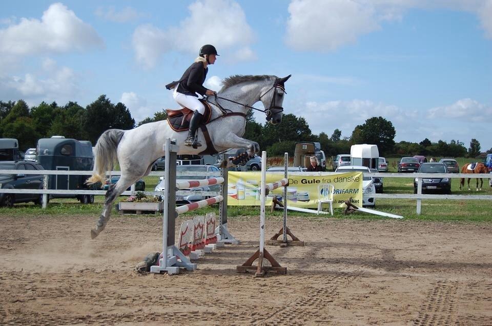 Dansk Varmblod CARIBA billede 13