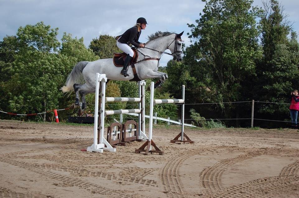 Dansk Varmblod CARIBA billede 14