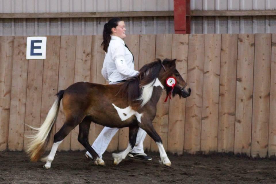 Shetlænder Bellis Merci *solgt* - Plagskue i Grindsted 2014 billede 10