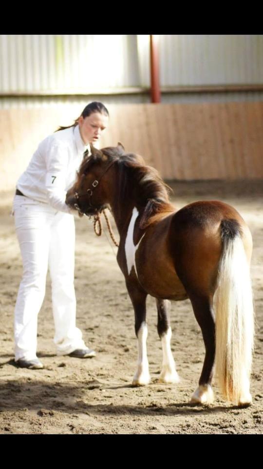 Shetlænder Bellis Merci *solgt* - Plagskue i Grindsted 2014 - Elsker det billede :) billede 15