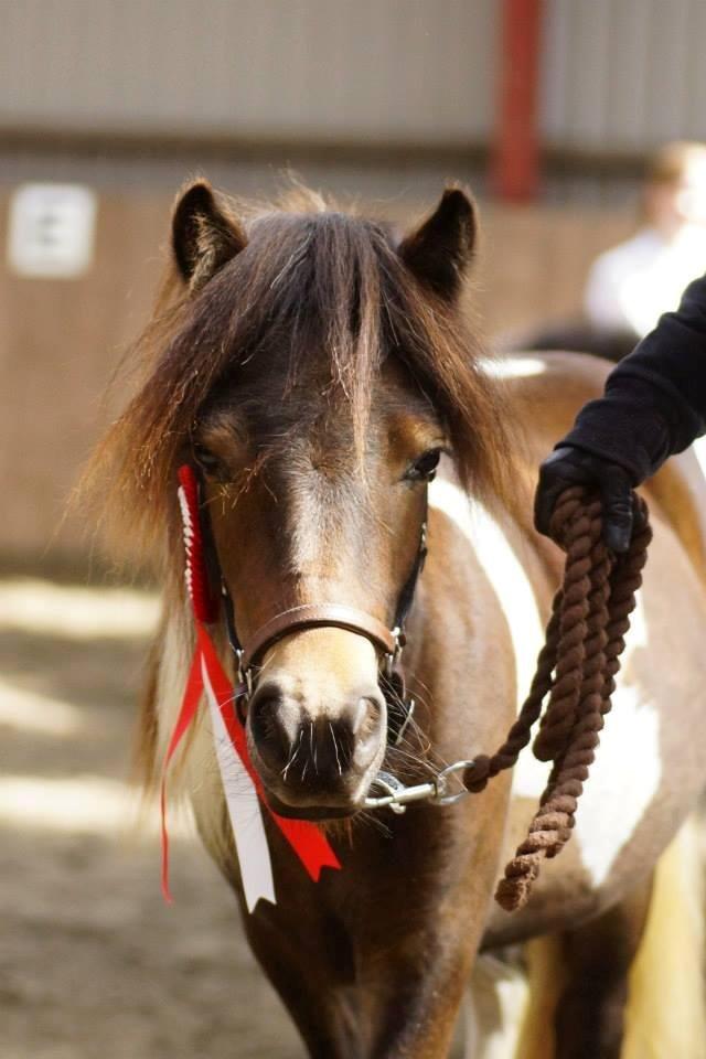 Shetlænder Bellis Merci *solgt* - Velkommen til Merci's profil ¤ Plagskue Grindsted 2014 billede 1