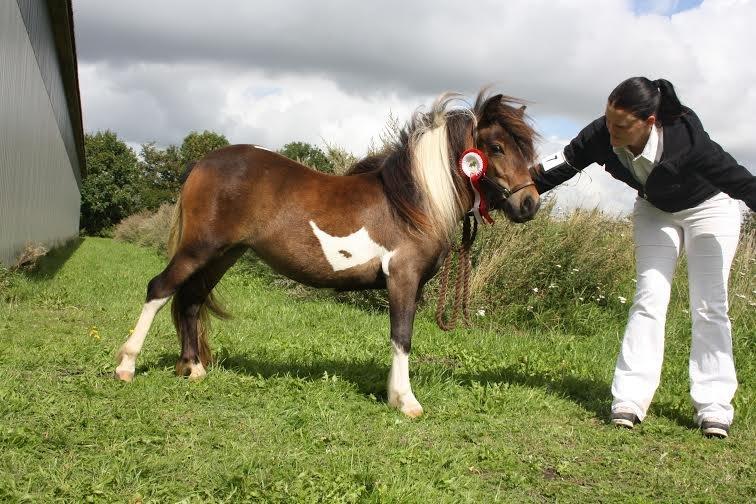 Shetlænder Bellis Merci *solgt* - Plagskue i Grindsted 2014 - Merci 2 af 4 med 40 point billede 19