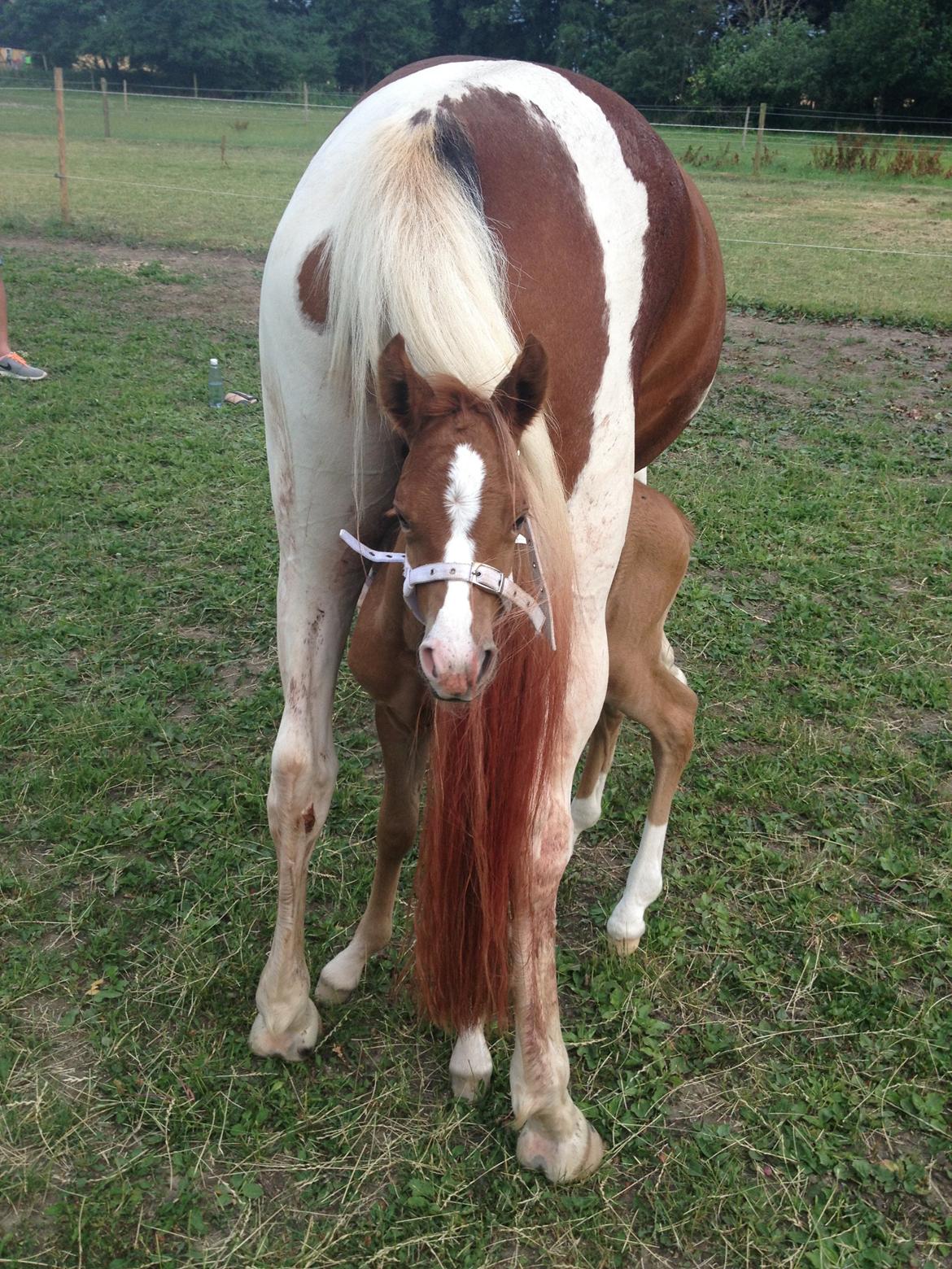 Pinto Malibu Passion billede 36