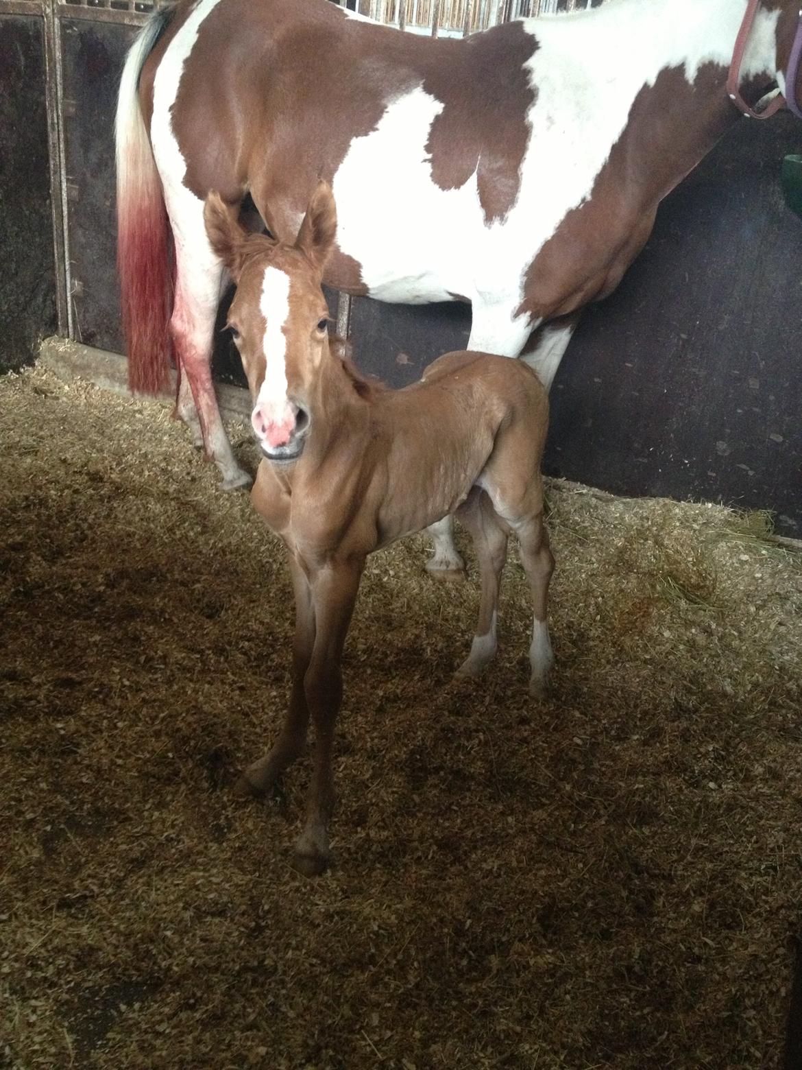 Pinto Malibu Passion billede 37