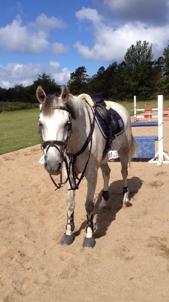 DSP Holmgaards Dalí - En træt pony, efter hård springundervisning. billede 1