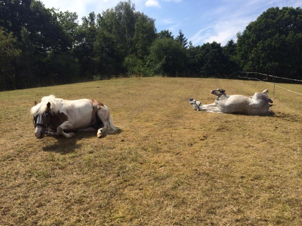 DSP Holmgaards Dalí - OHR ridelejre 2014 billede 6
