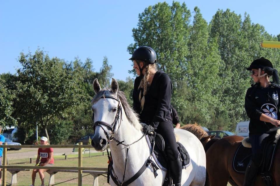 DSP Holmgaards Dalí - OHR ridelejre 2014 billede 12