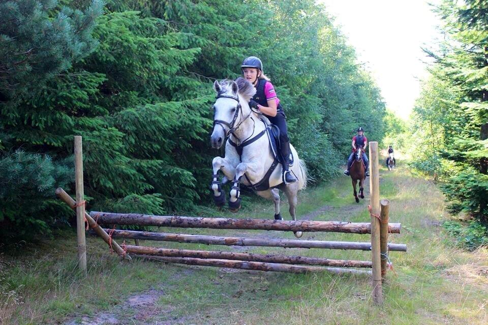 DSP Holmgaards Dalí - OHR ridelejre 2014 billede 13