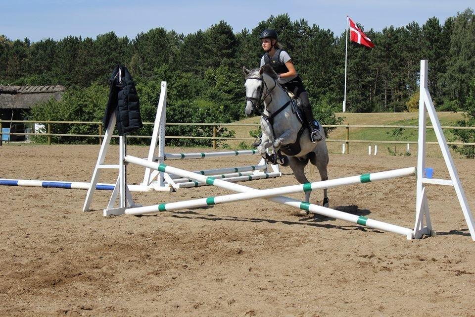 DSP Holmgaards Dalí - OHR ridelejre 2014 billede 14