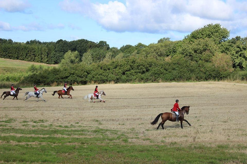 DSP Holmgaards Dalí - Jagt 2014 billede 15