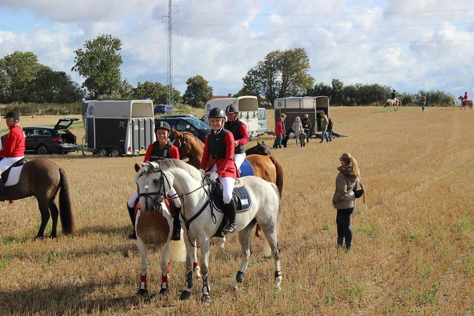 DSP Holmgaards Dalí - Jagt 2014 billede 16