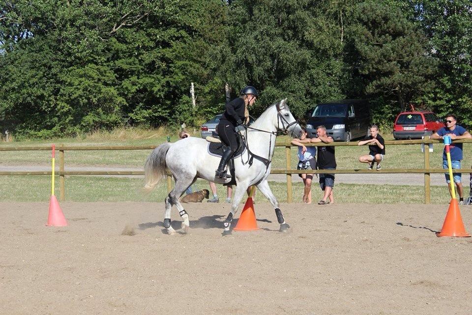 DSP Holmgaards Dalí - OHR ridelejre 2014 billede 11