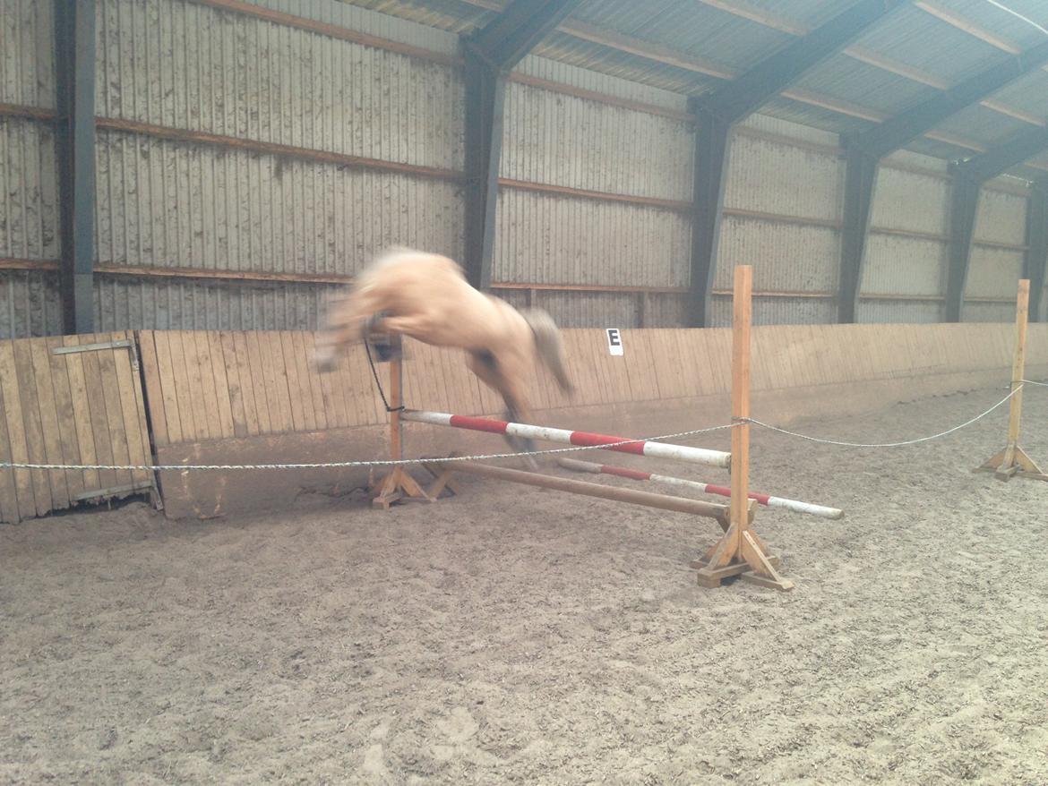 Palomino champagne billede 13