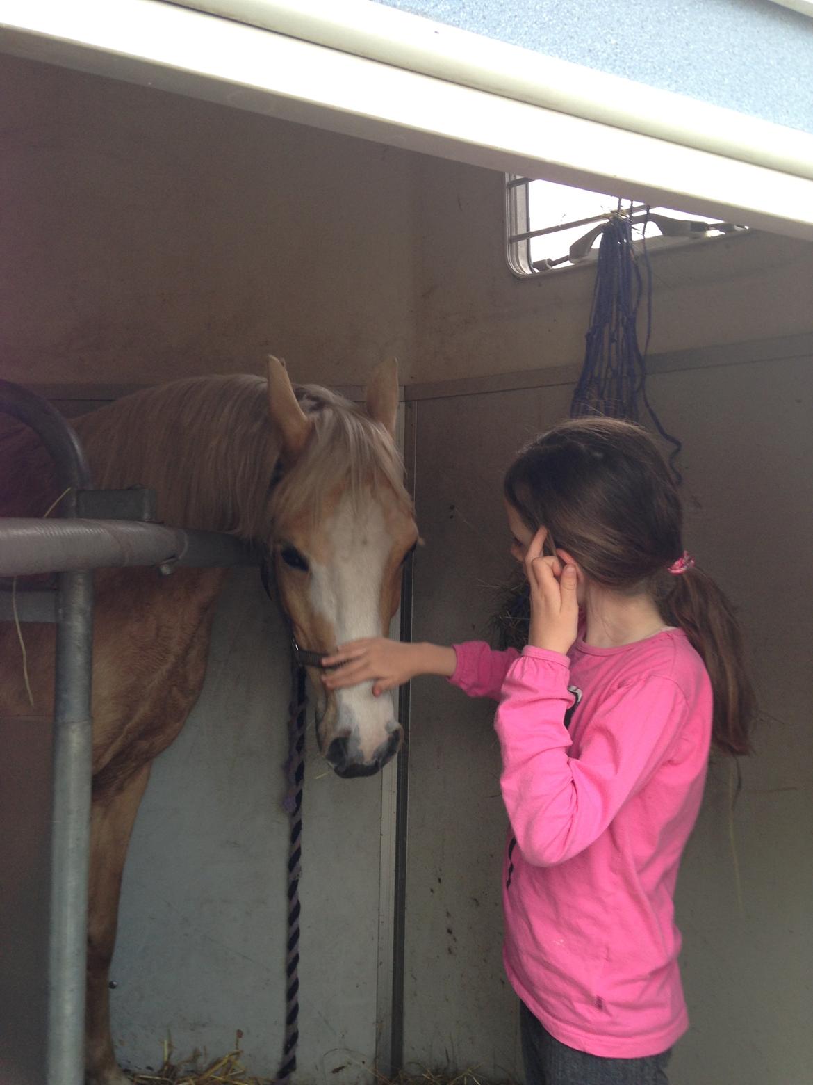 Palomino champagne billede 16