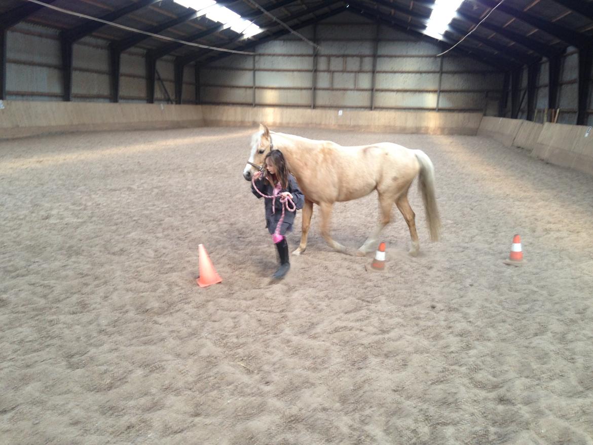 Palomino champagne billede 17