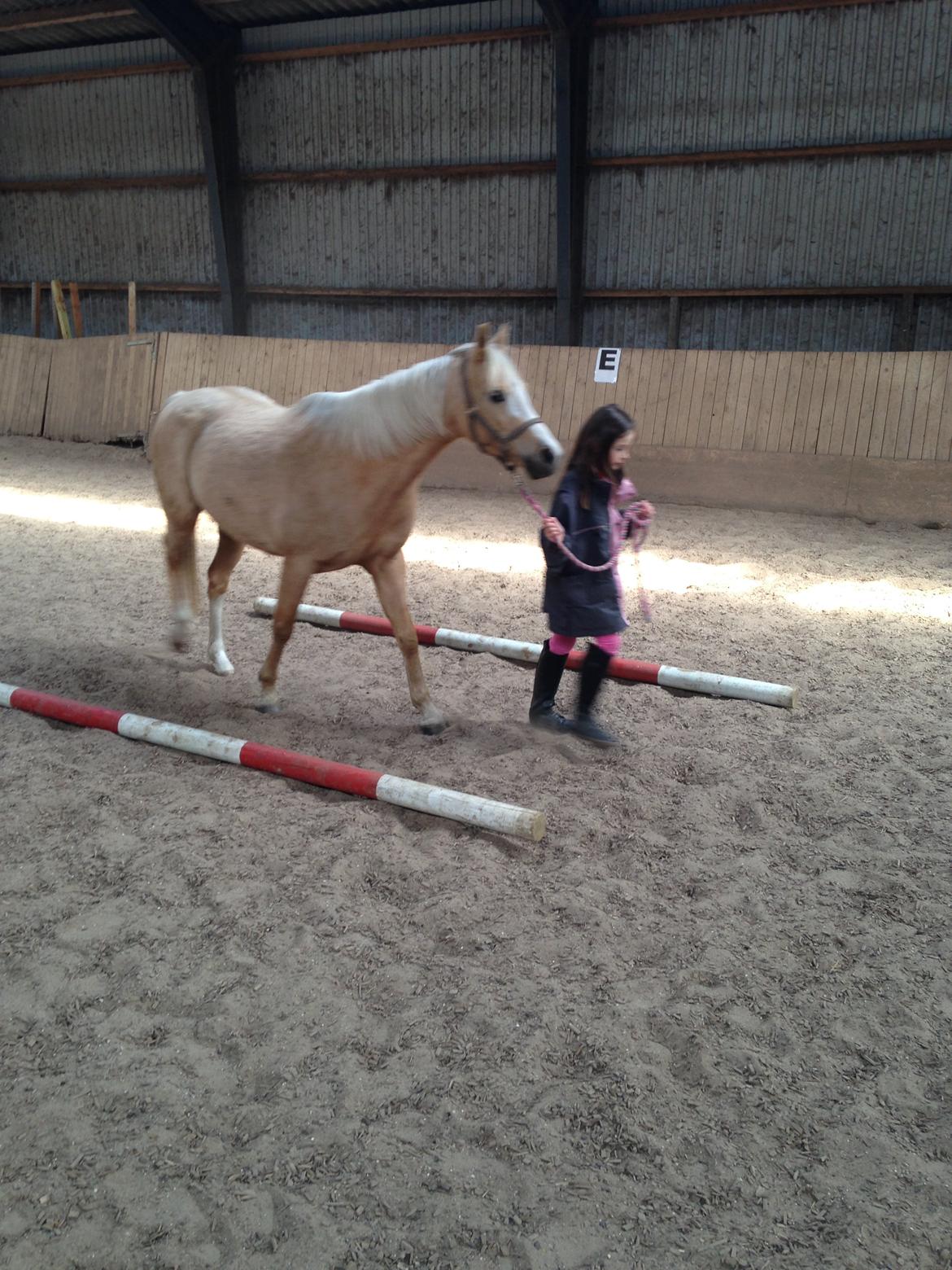 Palomino champagne billede 18