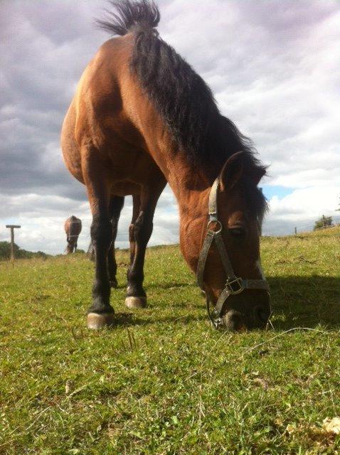 Anden særlig race Stjerne billede 11