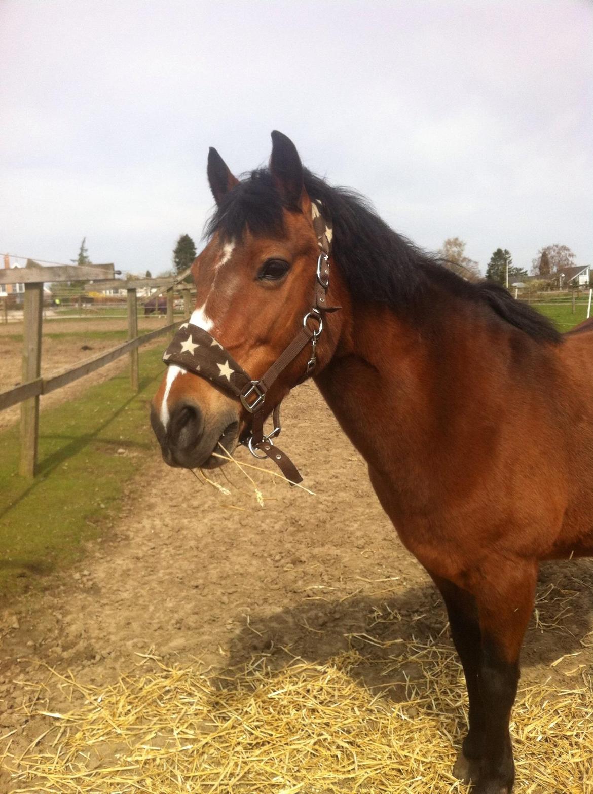 Anden særlig race Stjerne billede 12