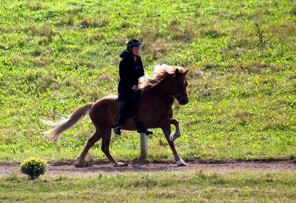 Islænder Amor fra Ravnhøjgård billede 12