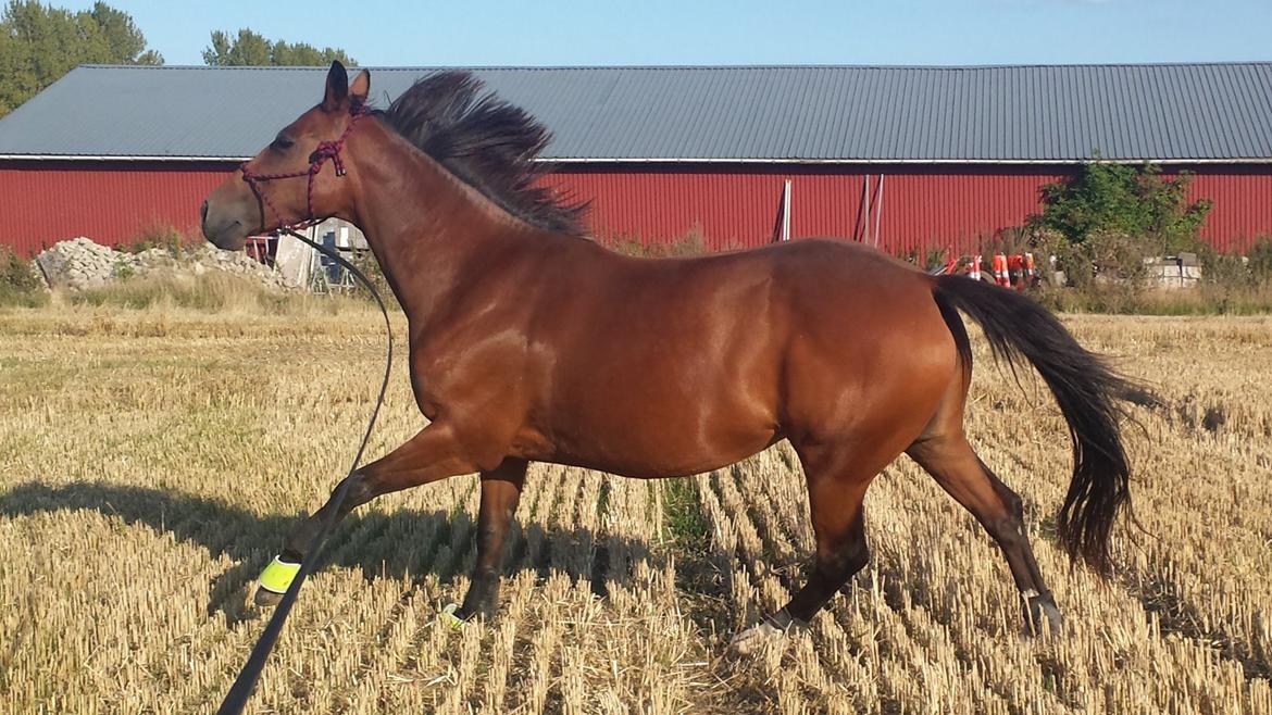 Dansk Varmblod Brøttrupsgaard' belinda billede 10