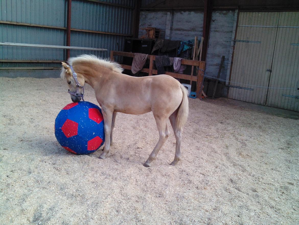 Haflinger Sweet Chili Søvej billede 14