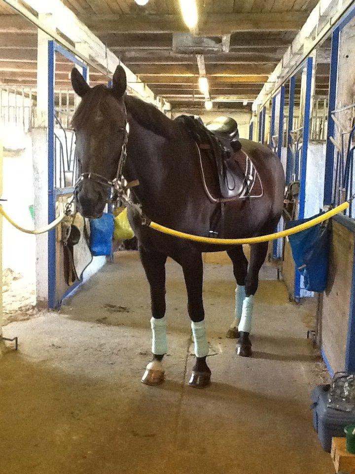 Anden særlig race Chanel  billede 10