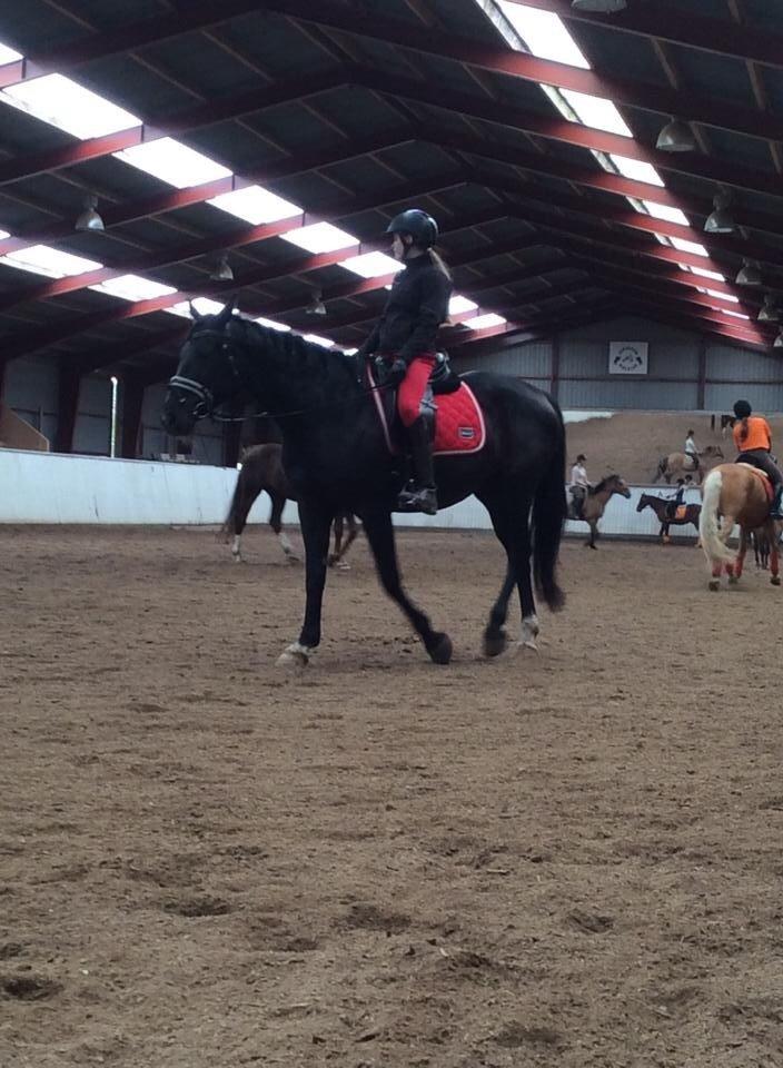 Anden særlig race Chanel  billede 11