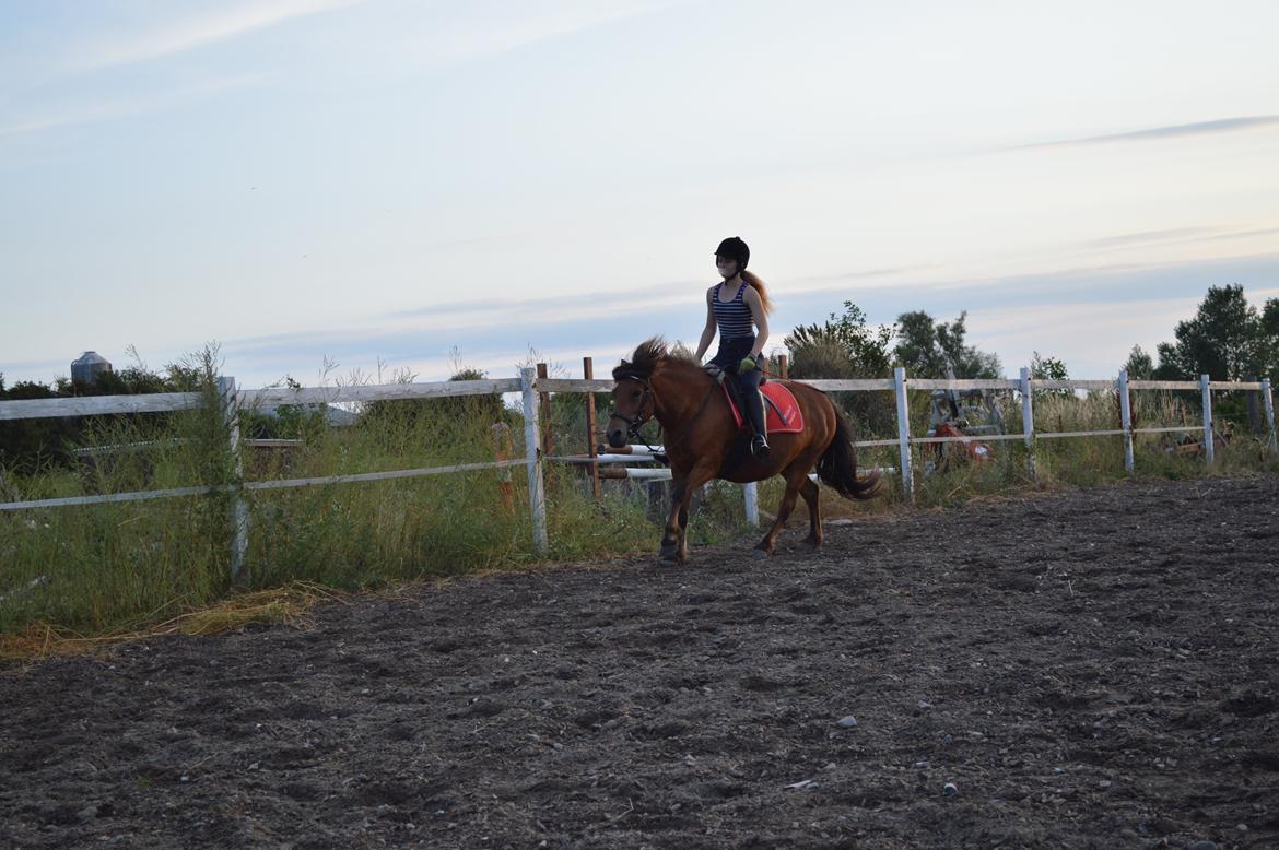 Anden særlig race Waliska billede 11