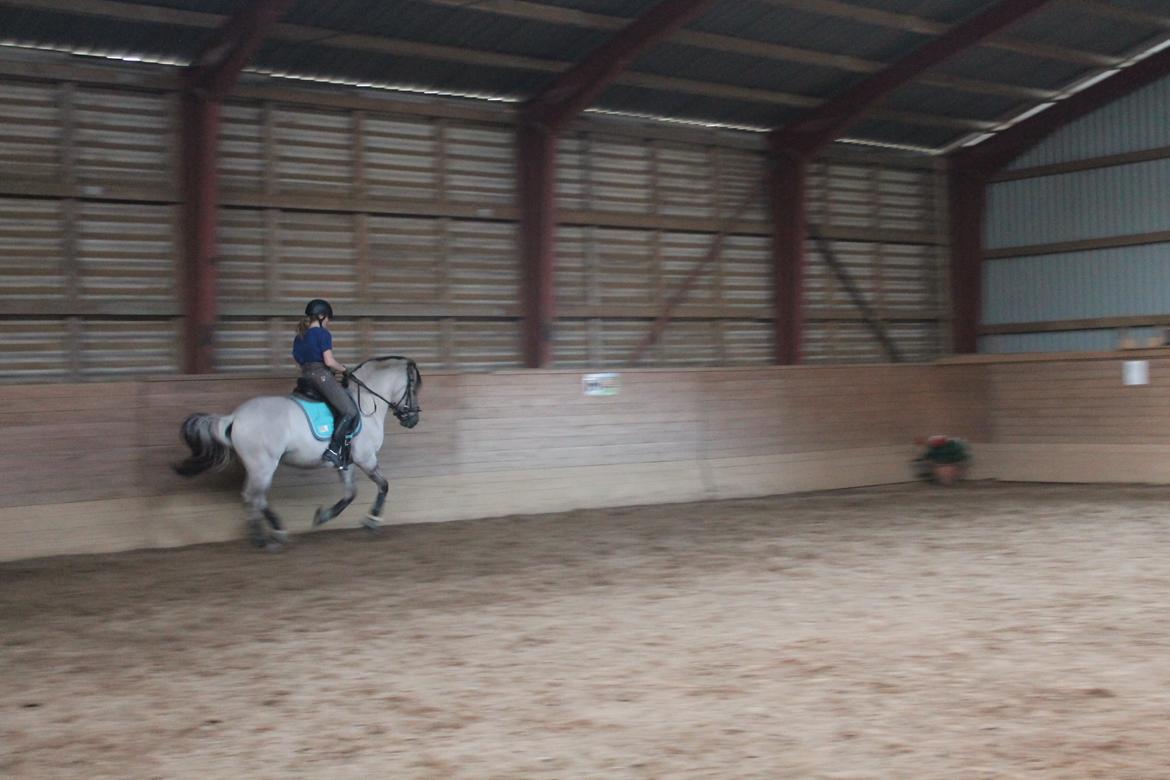 Fjordhest Cirrus billede 14