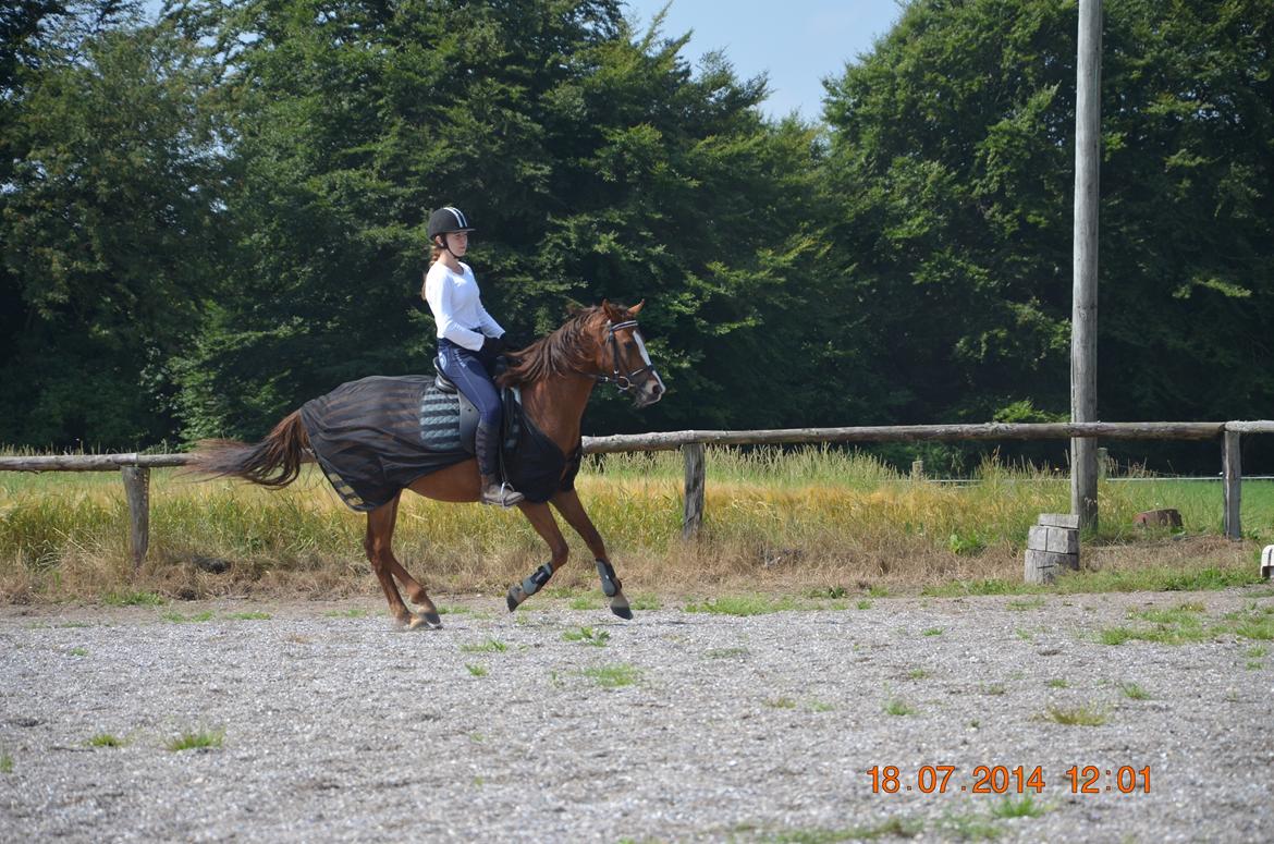 DSP Team Vesterskov's Chilli billede 14