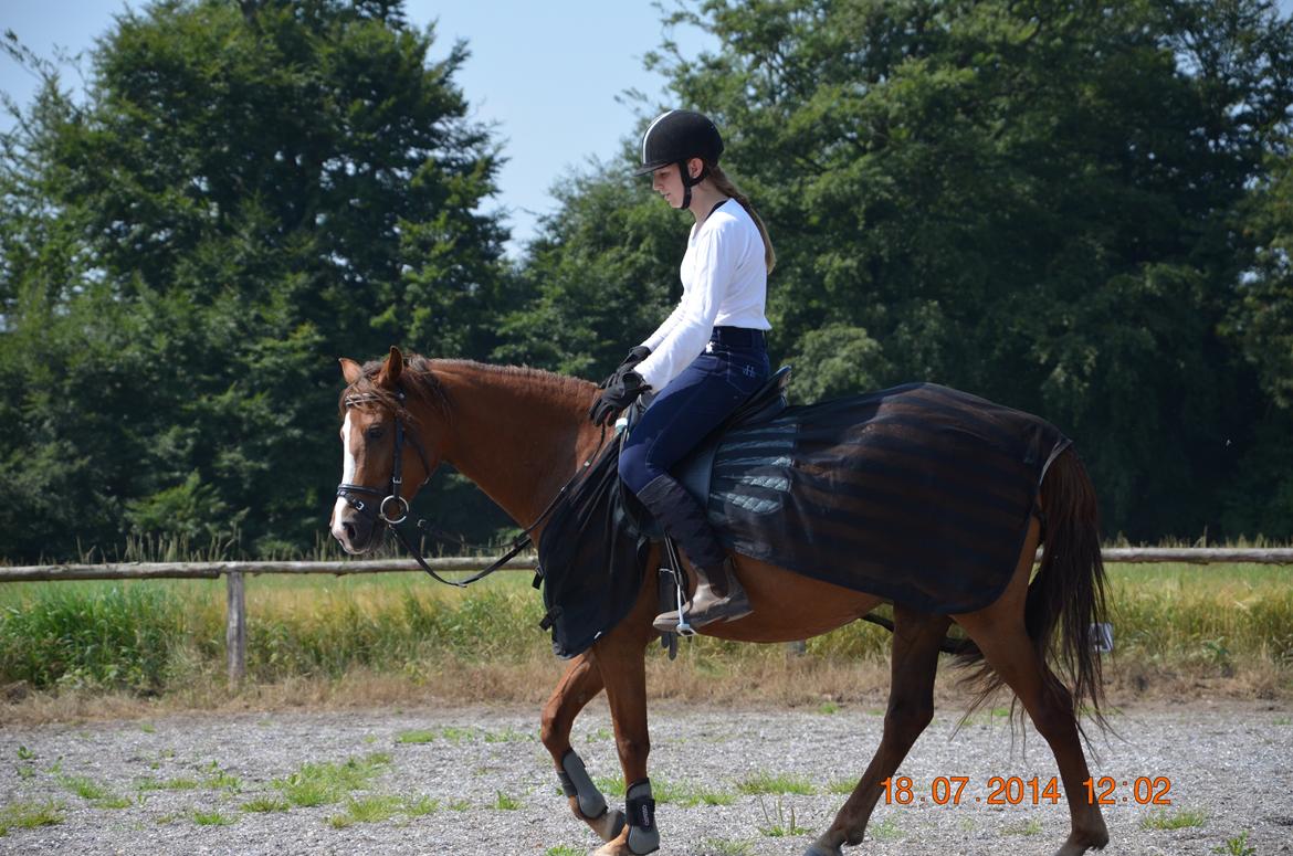 DSP Team Vesterskov's Chilli billede 15