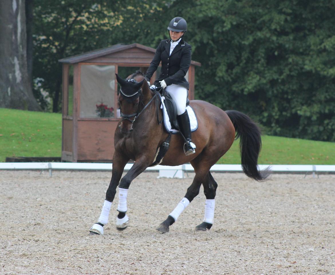 Dansk Varmblod Londondiary billede 2